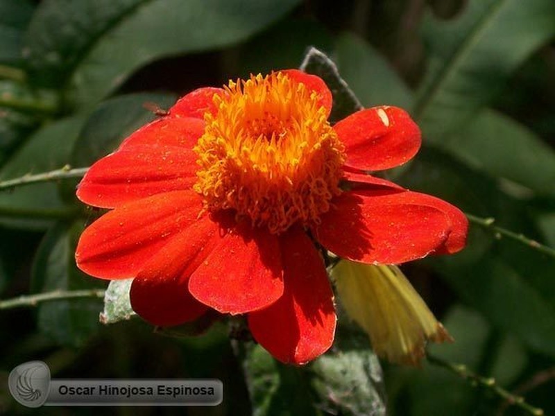 Boeberoides grandiflora photo 8