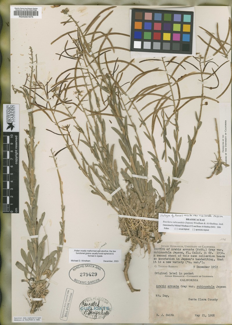 Boechera × rubicundula