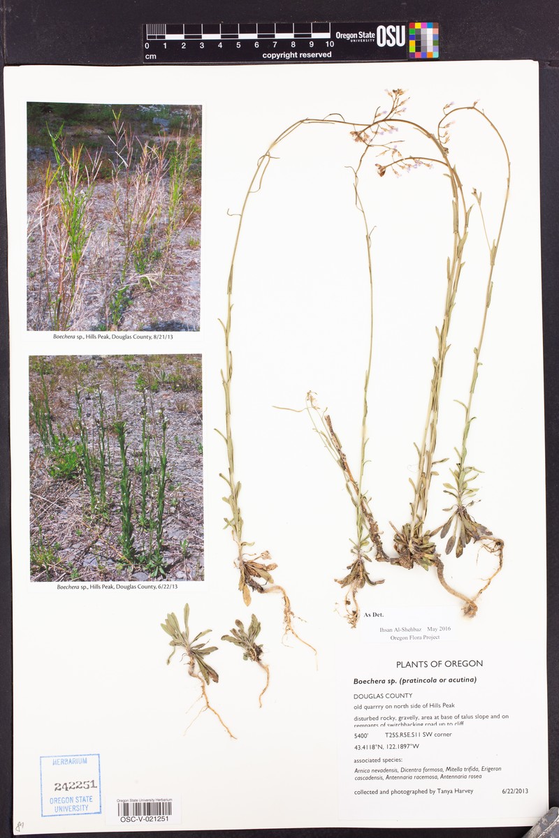 Boechera acutina