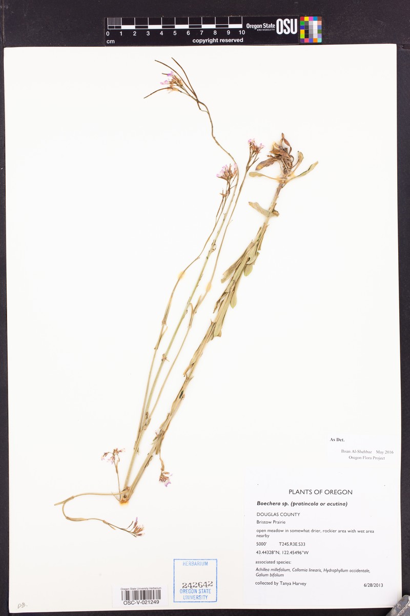 Boechera acutina photo 2