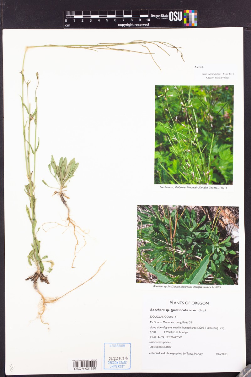 Boechera acutina photo 3