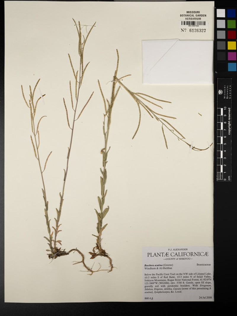 Boechera acutina photo 4