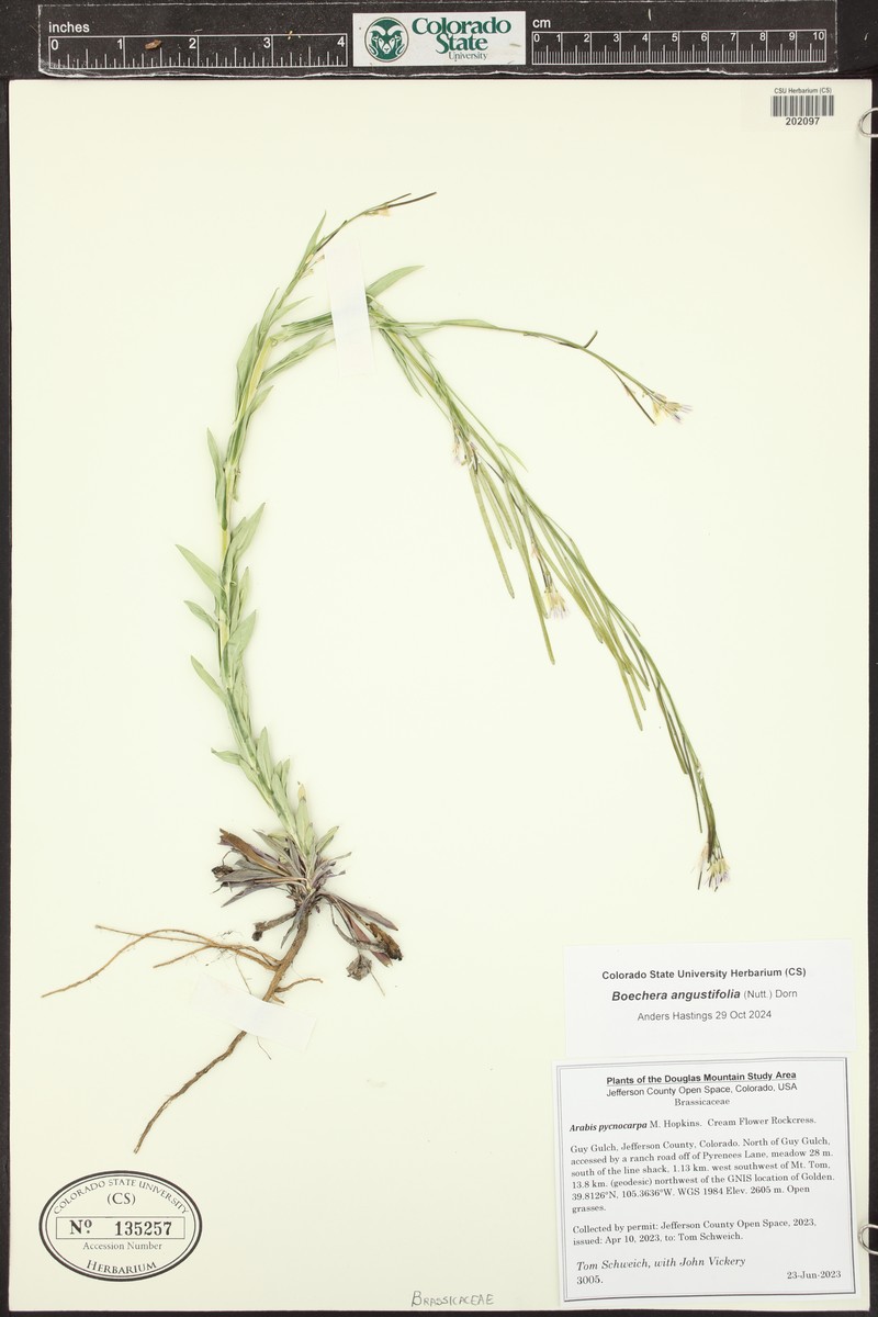 Boechera angustifolia