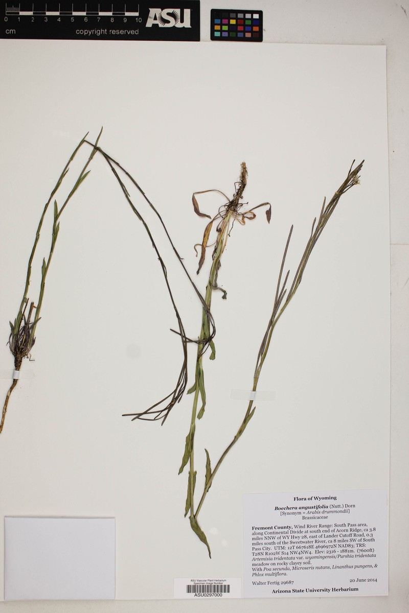 Boechera angustifolia photo 2