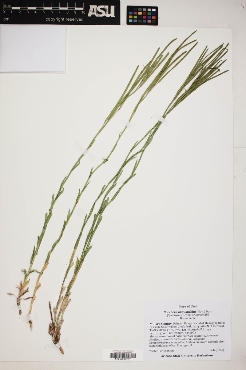 Boechera angustifolia photo 3