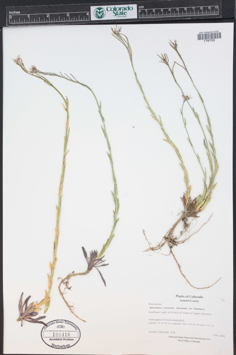 Boechera angustifolia photo 4