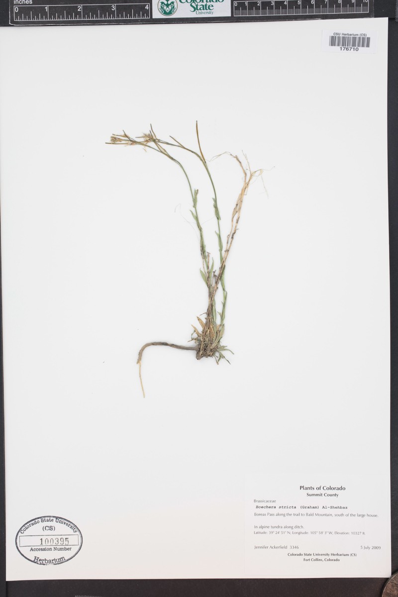 Boechera angustifolia photo 5