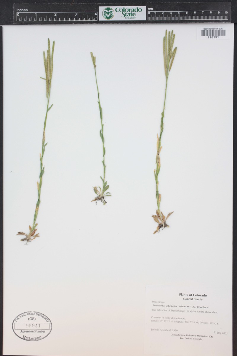 Boechera angustifolia photo 6