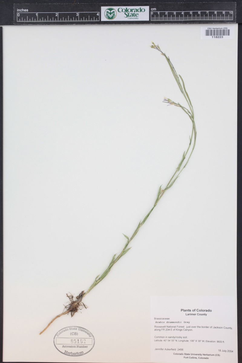 Boechera angustifolia photo 7