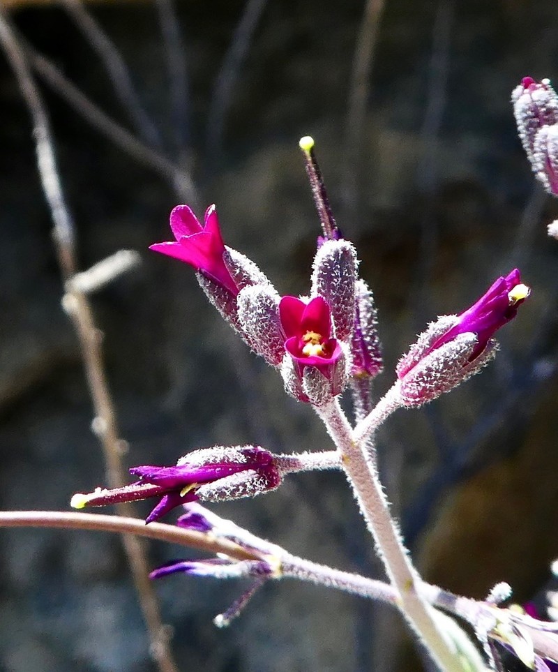 Boechera arcuata
