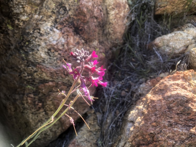 Boechera arcuata photo 2