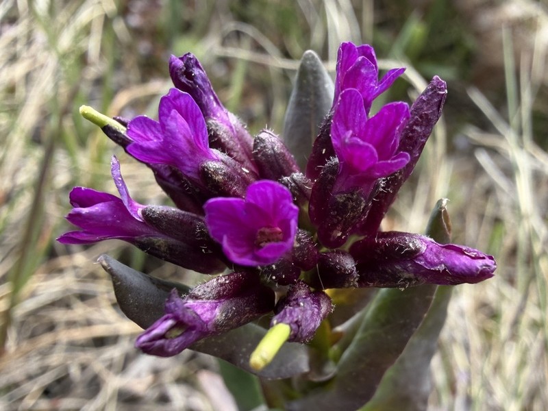 Boechera atrorubens