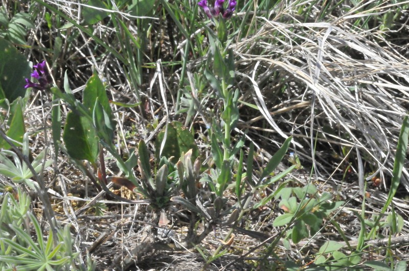 Boechera atrorubens photo 4