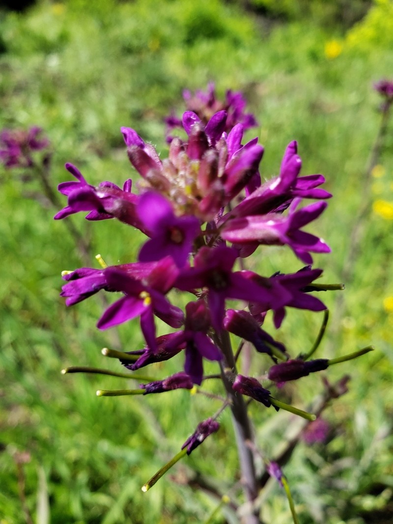 Boechera atrorubens photo 8