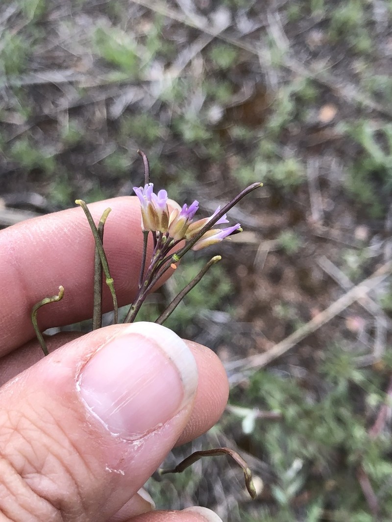 Boechera austromontana