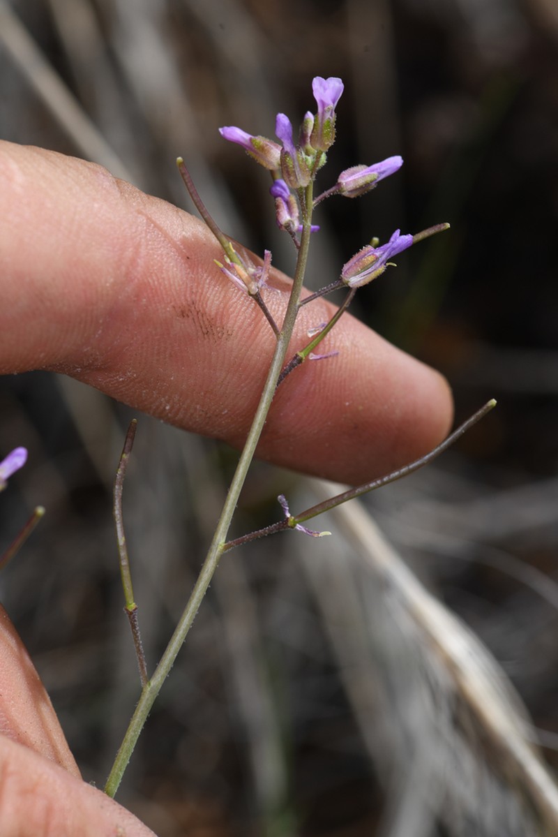 Bodie Hills Rockcress