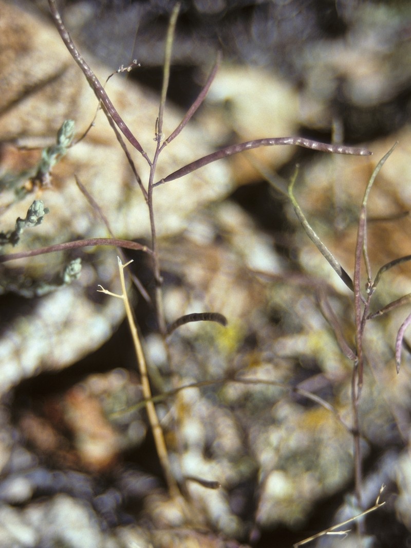 Bodie Hills Rockcress photo 2