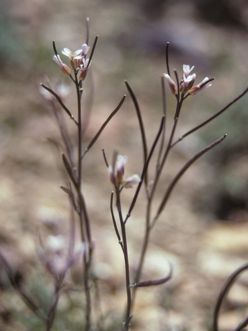 Bodie Hills Rockcress photo 3