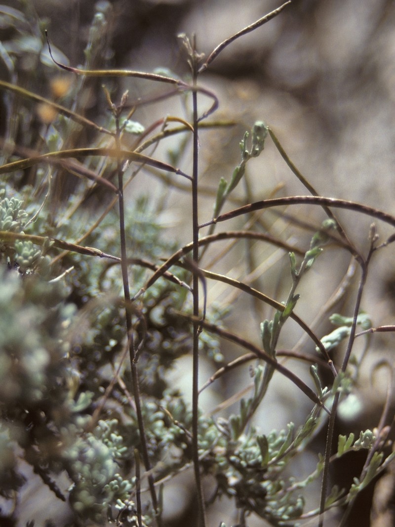 Bodie Hills Rockcress photo 4