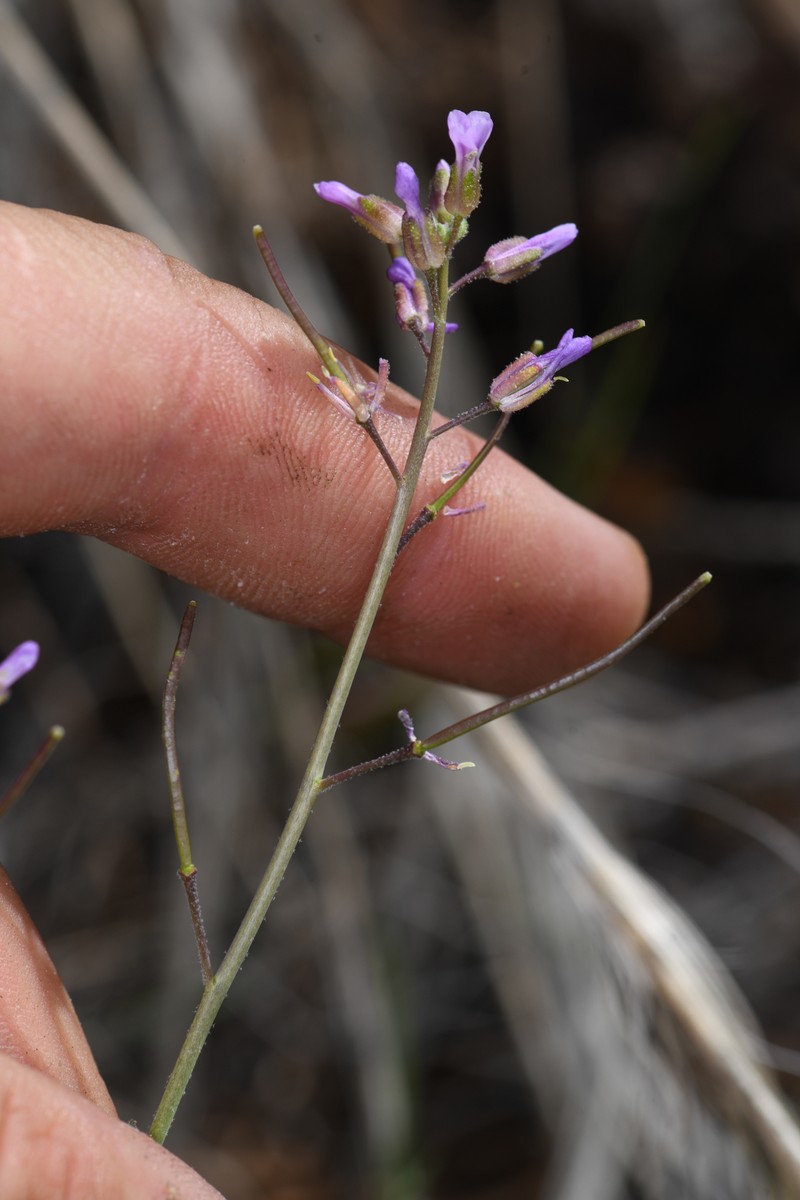 Bodie Hills Rockcress photo 5