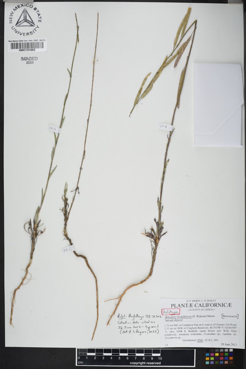 Boechera botulifructa photo 2