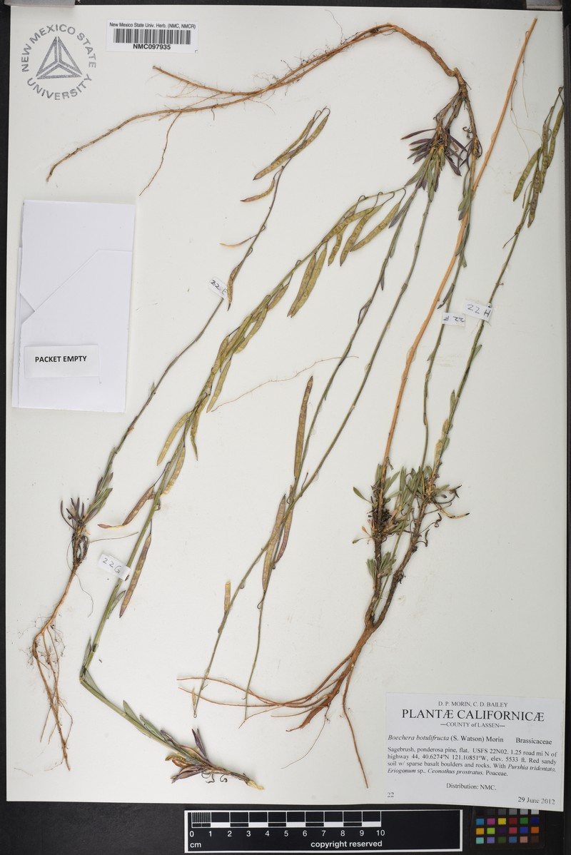 Boechera botulifructa photo 3