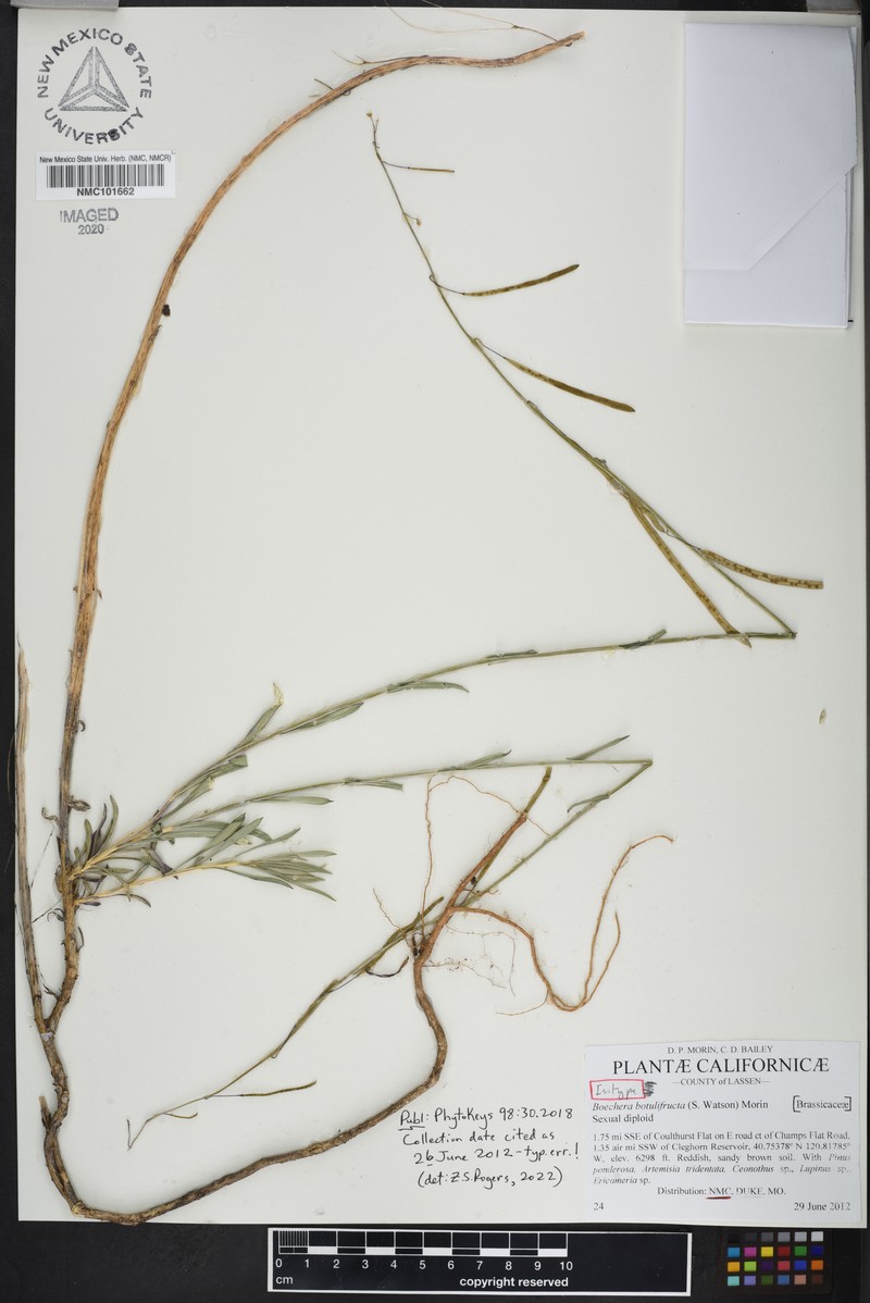 Boechera botulifructa photo 4