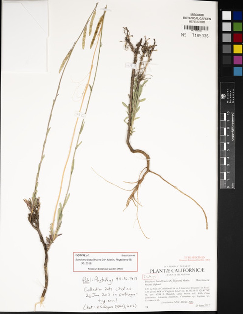 Boechera botulifructa