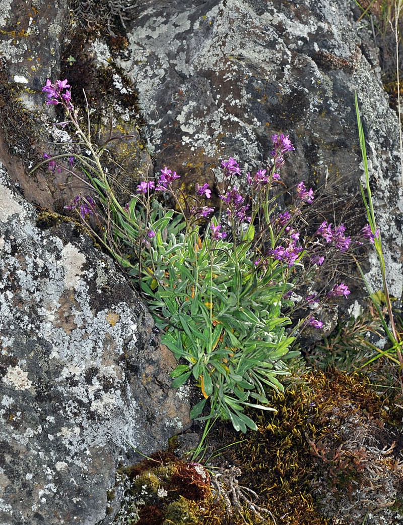 Brewer's Rockcress photo 6