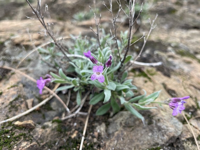 Brewer's Rockcress photo 7