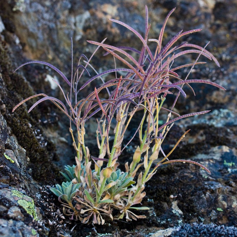 Brewer's Rockcress photo 8