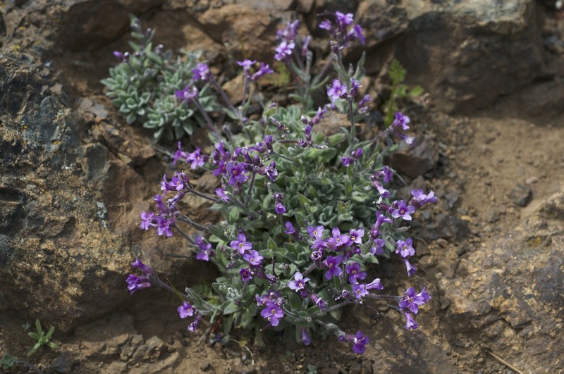 Brewer's Rockcress