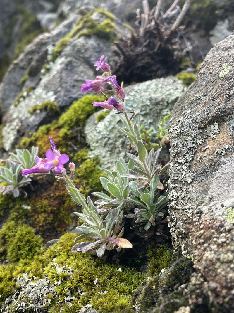 Boechera breweri subsp. breweri