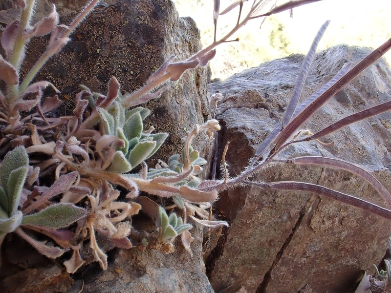 Boechera breweri subsp. breweri photo 6