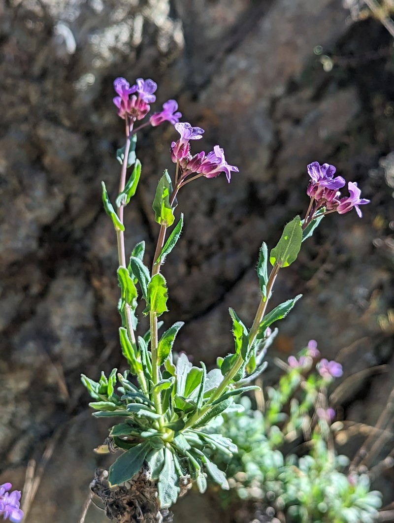 Boechera breweri subsp. breweri photo 7