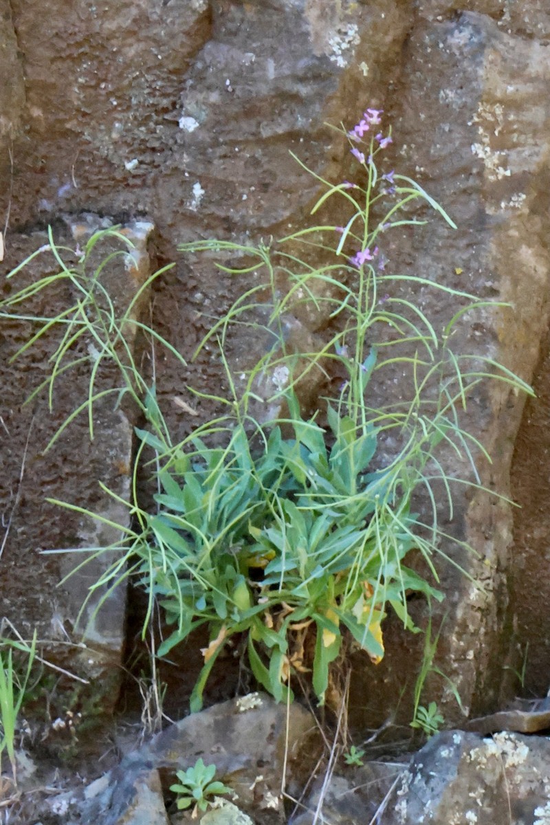 Boechera breweri subsp. shastaensis