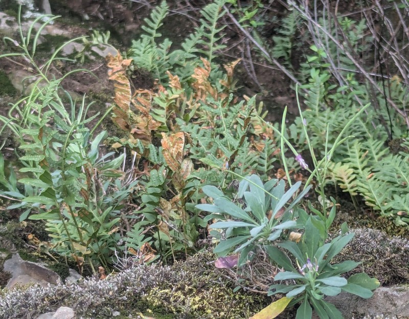 Boechera breweri subsp. shastaensis photo 2