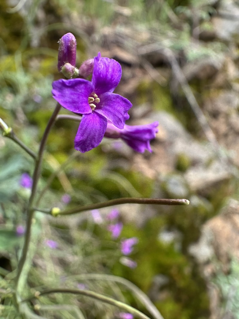 Boechera breweri subsp. shastaensis photo 3