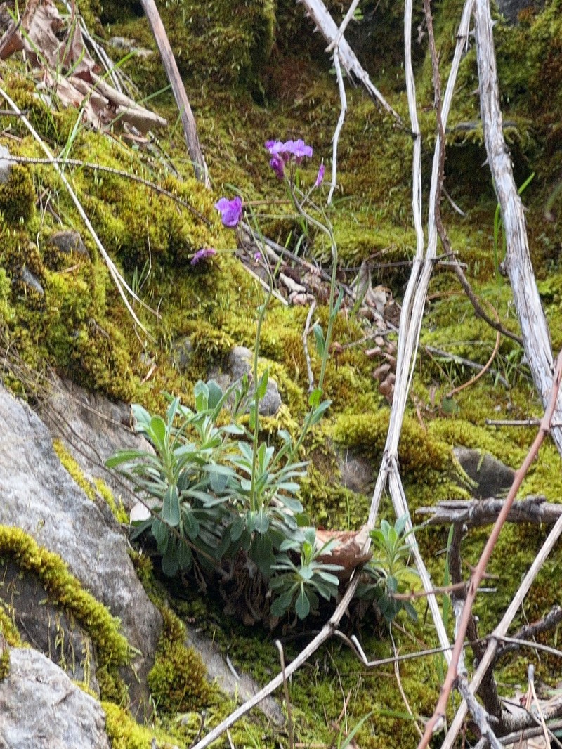 Boechera breweri subsp. shastaensis photo 4