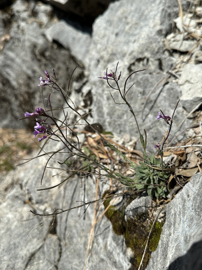 Boechera breweri subsp. shastaensis photo 5