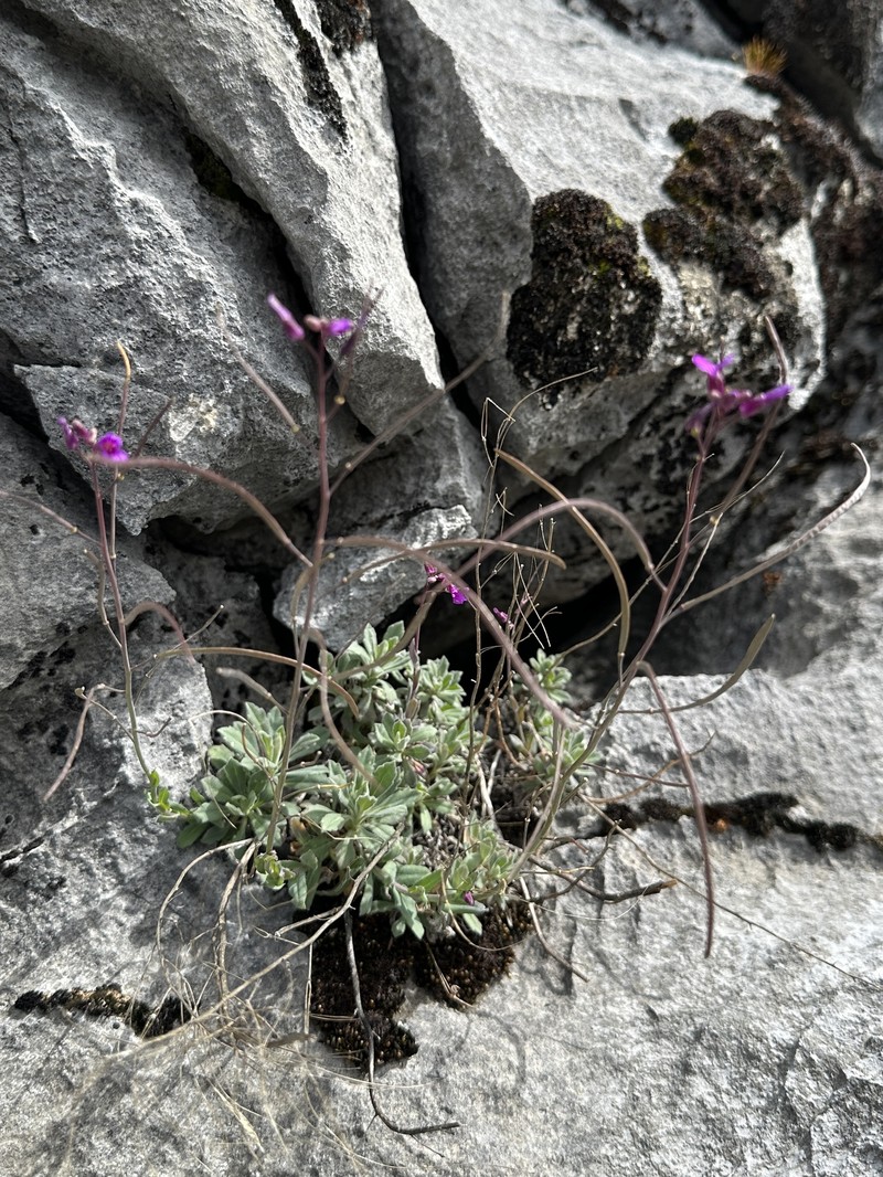 Boechera breweri subsp. shastaensis photo 6