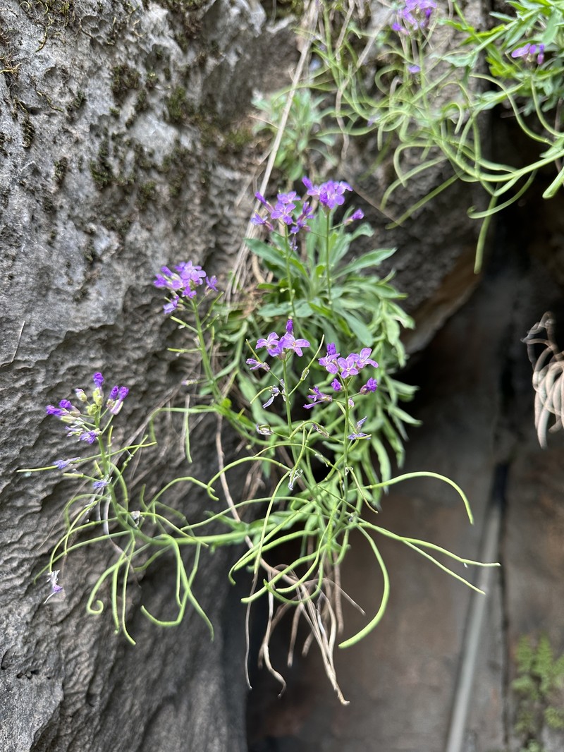 Boechera breweri subsp. shastaensis photo 7