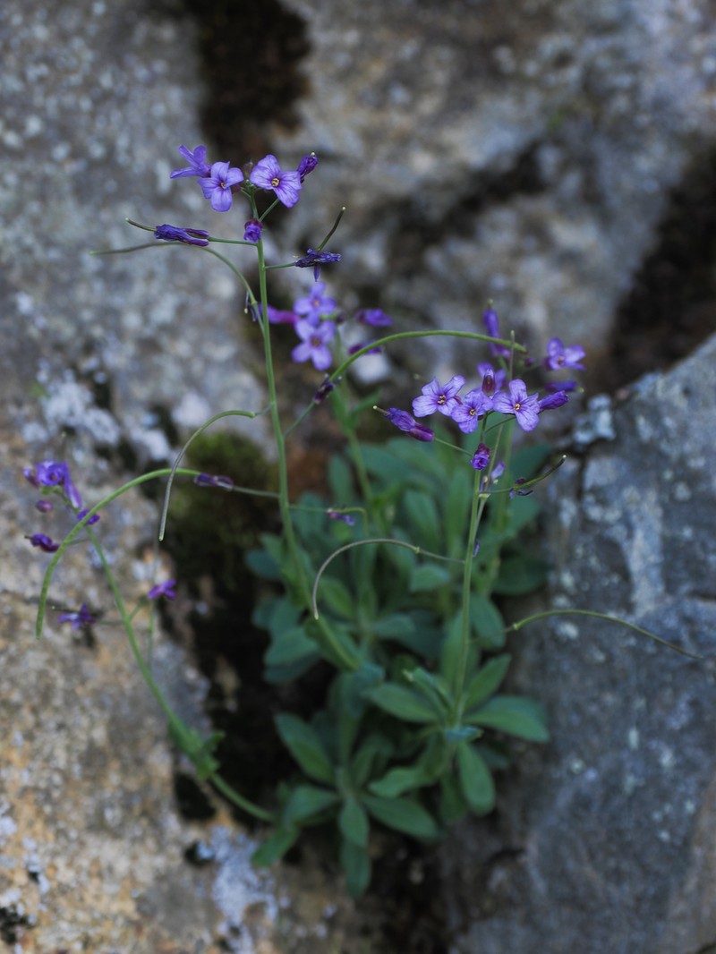 Boechera breweri subsp. shastaensis photo 8