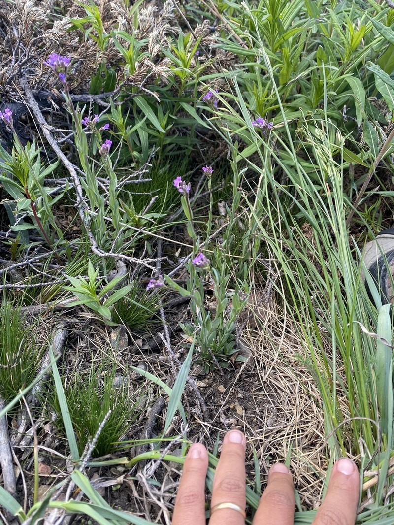 Calder's Rockcress