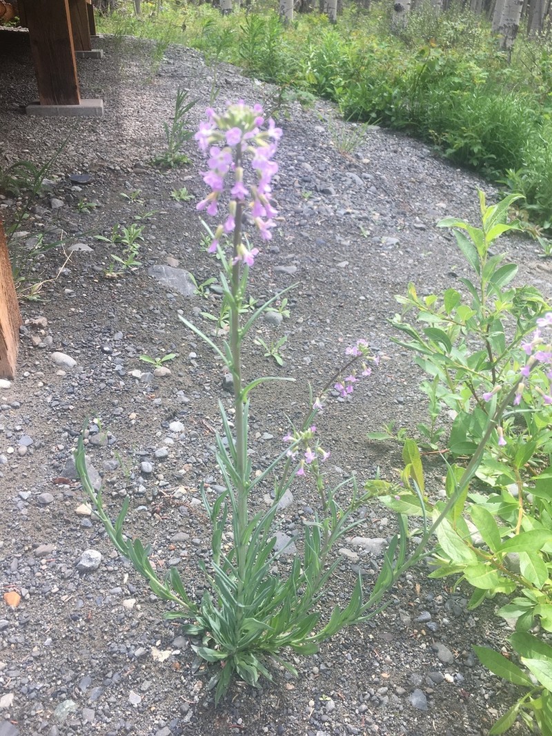 Calder's Rockcress photo 2