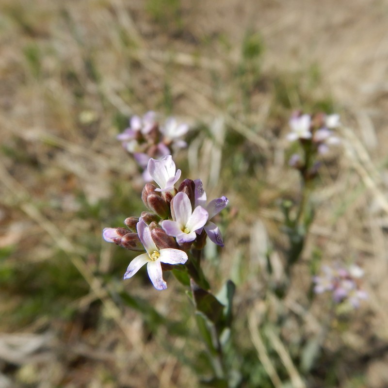 Calder's Rockcress photo 3