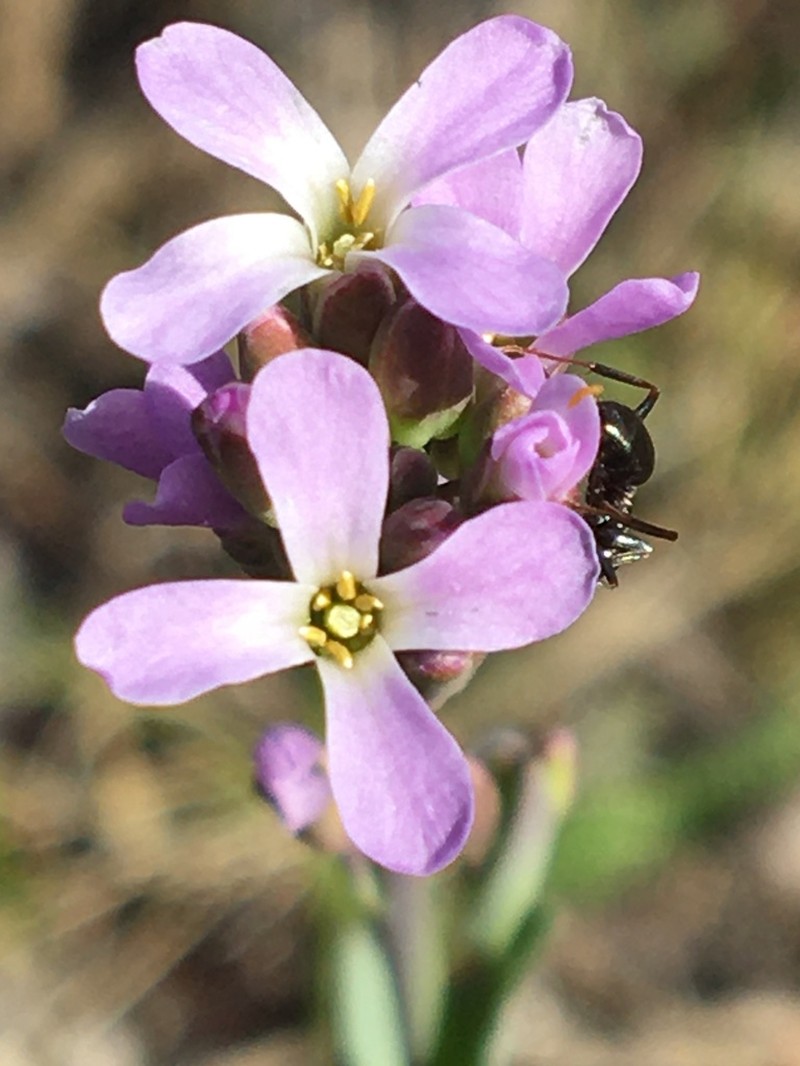 Calder's Rockcress photo 4
