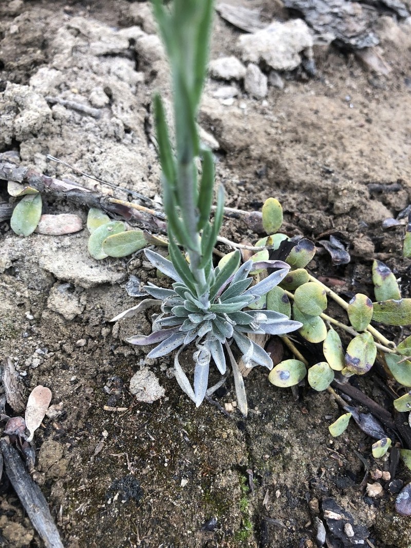 Calder's Rockcress photo 5