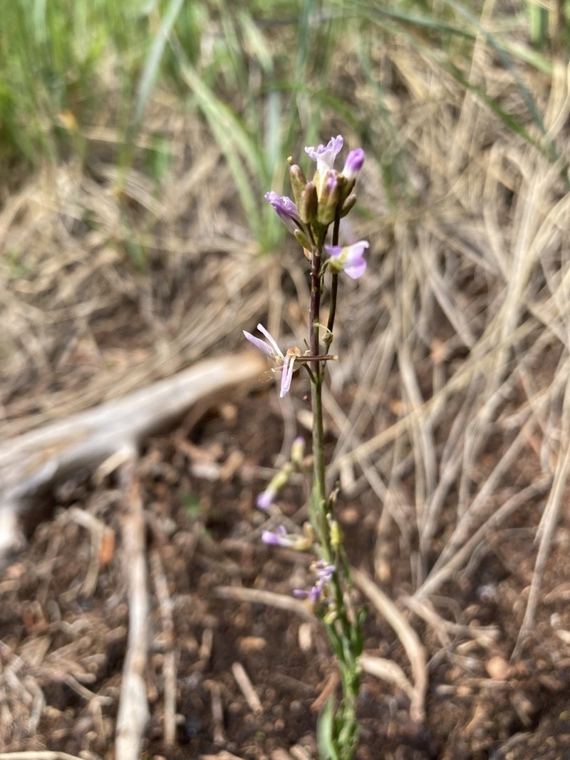 Calder's Rockcress photo 6