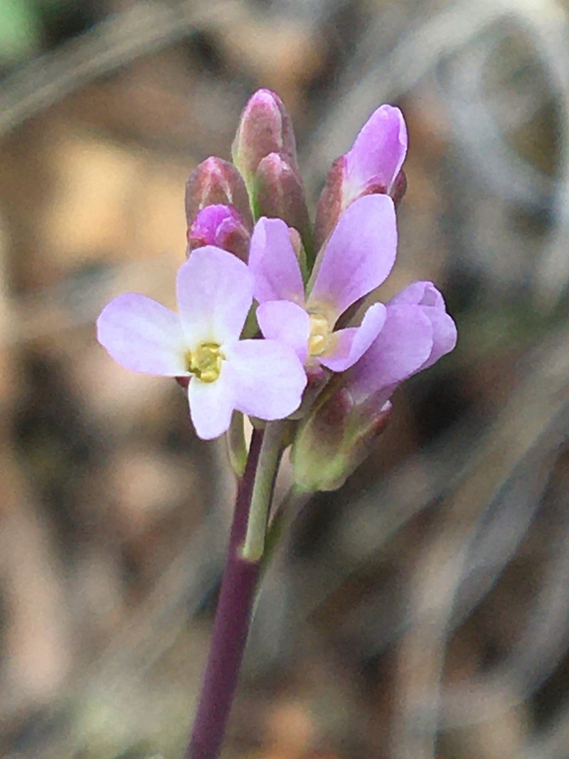 Calder's Rockcress photo 7